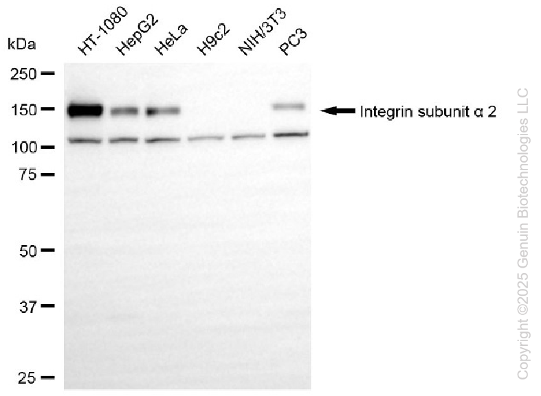 WB - KO Validated Anti-Integrin Subunit Alpha 2 Rabbit Monoclonal Antibody AGI2410